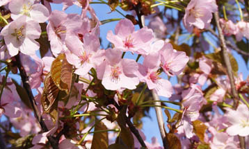 Праздник цветения сакуры