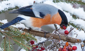 Как зимуют птицы